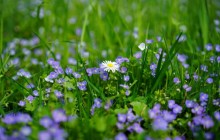 Spring meadow wallpaper - Daisies