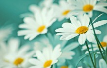 Chamomile flowers wallpaper - Daisies