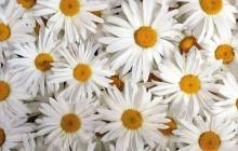 White daisies wallpaper - Daisies