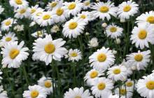 White daisy - Daisies