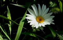 Daisy picture - Daisies
