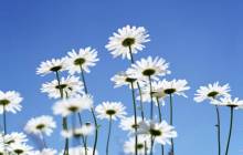Daisy pictures - Daisies