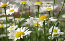 White daisies photo - Daisies