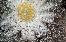Wet daisy wallpaper - Daisies
