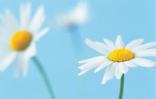 White daisies wallpaper - Daisies
