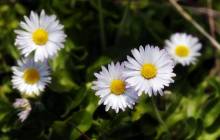 Daisy flower - Daisies