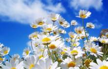 Spring daisy wallpaper - Daisies