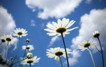 Chamomile and sky wallpaper - Daisies