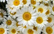 White petaled flowers wallpaper - Daisies