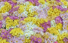 Daisy Blooms wallpaper - Daisies