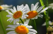 Chamomile with dew wallpaper - Daisies