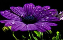 Purple daisy wallpaper - Daisies