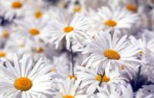 Daisy flower pictures - Daisies