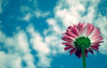 Daisy flower and clouds wallpaper - Daisies