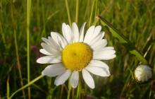 Daisy images - Daisies