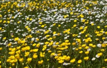 Buttercup daisy meadow - Daisies