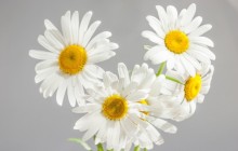 Daisy desktop wallpaper - Daisies