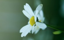 Daisy petals wallpaper - Daisies