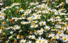 Daisy flowers - Daisies