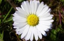 Daisy wallpapers - Daisies