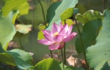 Asian water lily wallpaper - Water lilies