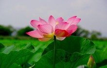 Asian water lily image - Water lilies
