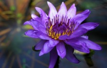 Purple water lily wallpaper - Water lilies