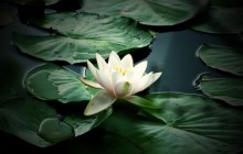 Water lily flower images - Water lilies