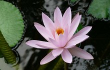 Water lily hd image