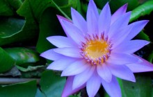 Blue water lily wallpaper - Water lilies