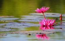 Indian red water lily wallpaper - Water lilies