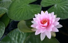 Japanese water lily wallpaper - Water lilies