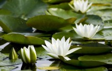 White water lilies wallpaper - Water lilies