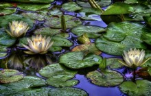 The water lily pond - Water lilies