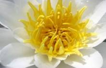 Lotus flower wallpaper - Water lilies
