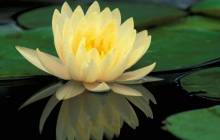 Yellow lotus wallpaper - Water lilies