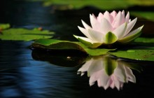Water lily lotus wallpaper - Water lilies