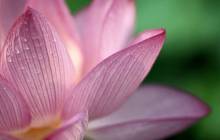 Lotus blossom pictures - Water lilies