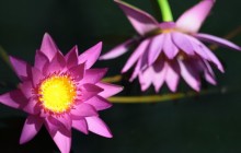 Water lily photos - Water lilies
