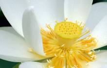 White lotus wallpaper - Water lilies