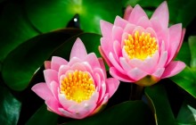 Cute pink water lilies wallpaper - Water lilies