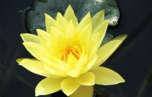 Yellow water lily wallpaper - Water lilies