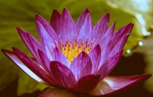 Thailand water lily wallpaper