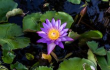 Tropical water lilies - Water lilies