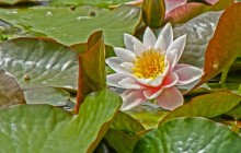 Nymphaeaceae wallpaper - Water lilies