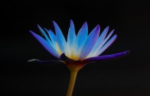 Blue water lily wallpapers - Water lilies