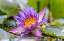 Purple water lily flower