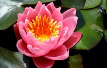 Pic of water lily - Water lilies