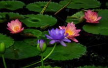 Colorful water lilies wallpaper - Water lilies