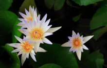 Exotic water lily wallpaper - Water lilies